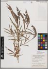Foto von Salix exigua subsp. interior (Rowlee) Cronquist